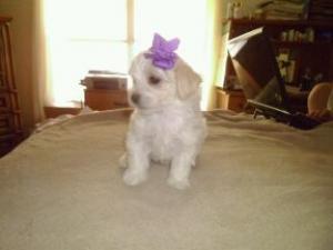 MalteseAKCPurebredPuppiesForSale